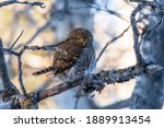 Northern Pygmy Owl (Glaucidium californicum) perched on a tree branch in a forest wildlife background. Owl hunting at sunset