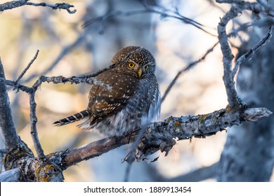 Northern Pygmy Owl (Glaucidium californicum) perched on a tree branch in a forest wildlife background. Owl hunting at sunset