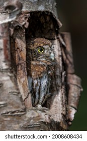 Northern Pygmy Owl, Montana, USA