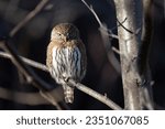 A Northern pygmy owl on the hunt