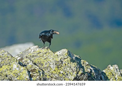 The Northern Raven (Corvus corax) on a rock with food in its mouth. - Shutterstock ID 2394147659