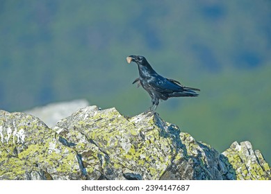 The Northern Raven (Corvus corax) on a rock with food in its mouth. - Shutterstock ID 2394147687