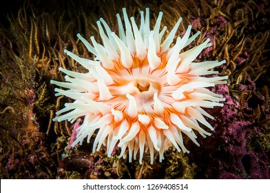 anemone images photos et images vectorielles de stock shutterstock