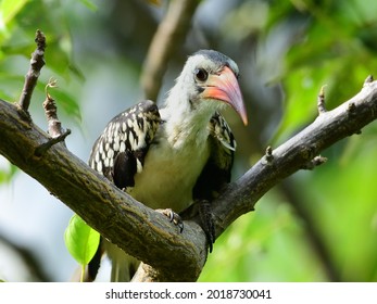 Northern Red Billed Hornbill Is A Fairly Small, Slim, Long-tailed Hornbill.