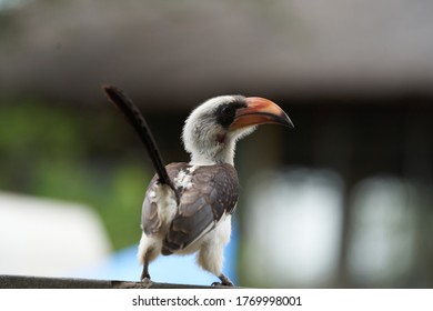 Northern Red Billed Hornbill Tockus Erythrorhynchus Portrait Africa