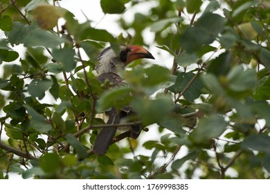 Northern Red Billed Hornbill Tockus Erythrorhynchus Portrait Africa