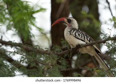 Northern Red Billed Hornbill Tockus Erythrorhynchus Portrait Africa