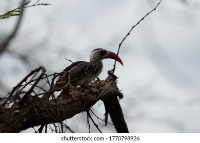 Northern Red Billed Hornbill Tockus Erythrorhynchus Portrait Africa