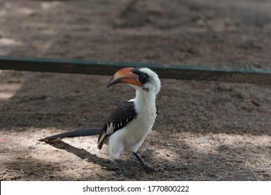 Northern Red Billed Hornbill Tockus Erythrorhynchus Portrait Africa