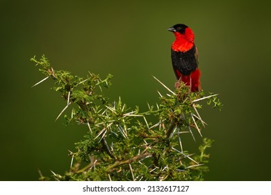 Northern red bishop or orange bishop, Euplectes franciscanus, red black bird sitting on thorny prickly shrub bush. Bird in nature green habitat, Murchison NP, Uganda in Africak. Bishop, Uganda wil