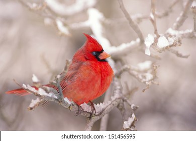 Northern Red Cardinal In The Winter