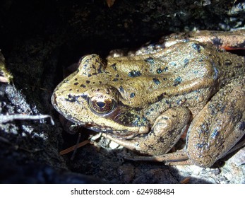 Northern Red Legged Frog