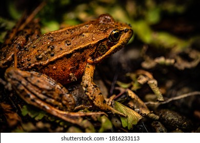 A Northern Red Legged Frog Tries To Blend Into To The Rocks And Twigs On A Steams Edge