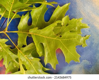 Northern Red Oak  Green Leaves