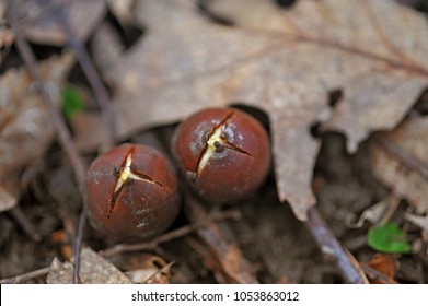 Northern Red Oak (Quercus Rubra) Acorn Sprouting.