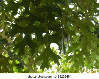 Northern Red Oak In The Summer Leaf Closeup San Antonio Texas United States