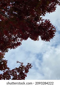 Northern Red Oak Of Texas Beautiful Fall Trees.