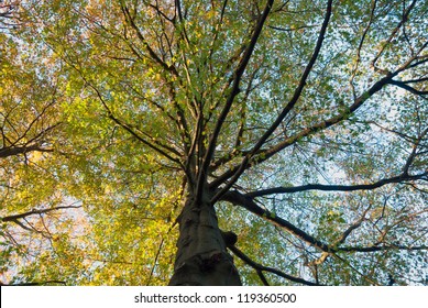 Northern Red Oak Tree Growing To The Sky