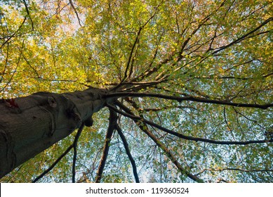 Northern Red Oak Tree Growing To The Sky