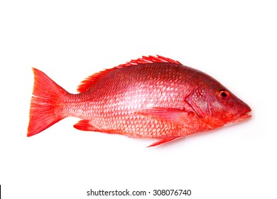 Northern Red Snapper の画像 写真素材 ベクター画像 Shutterstock