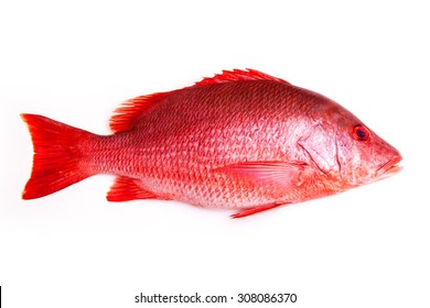 Red Snapper の画像 写真素材 ベクター画像 Shutterstock