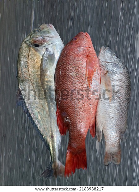 The northern red snapper\'s body\
is very similar in shape to other snappers, such as the mangrove\
snapper, mutton snapper, lane snapper, and dog\
snapper.