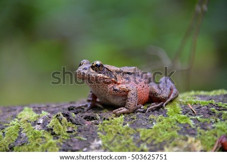 Northern Red-legged Frog (Rana aurora), Vancouver Island, BC, Canada