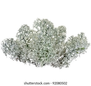 Northern Reindeer Lichen Isolated On White