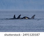 Northern Resident Killer Whale Orcas. A large pod of male, female and calves of the Endangered Northern Resident Orcas off Vancouver Island, British Columbia. Male dorsal fins and eye patches. 