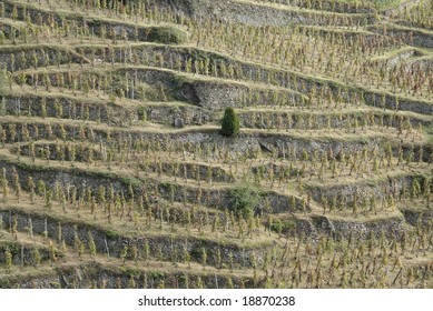 The Northern Rhone Is Most Famed As The Home Of Syrah.