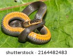 Northern Ringneck Snake - Diadophis punctatus edwardsii