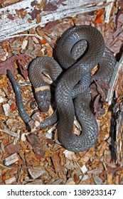 Northern Ringneck Snake Diadophis Punctatus Edwardsii Stock Photo ...