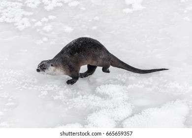 Northern River Otter