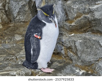 A Northern Rockhopper Penguin stands on a rocky shore. Its distinctive yellow eyebrows and bright orange beak are clearly visible - Powered by Shutterstock