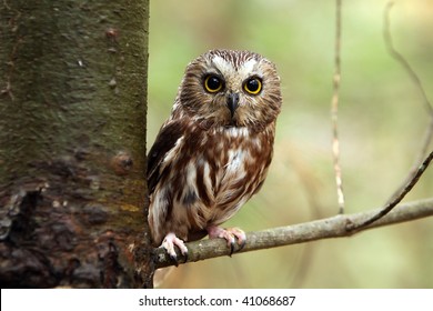 Northern Saw-Whet Owl perching in a tree.