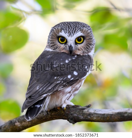 Northern Saw-whet Owl Portrait in Fall
