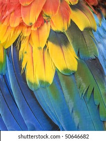 Northern Scarlet Macaw Feathers Close Up Macro Full Frame , Cancun, Mexico, Latin America. Exotic Bird Parrot With Vibrant Colorful Red Yellow Blue Green Feathers In Tropical Country