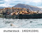 Northern sea lion Steller On a bricquator on Sakhalin Island in the city of Nevelsk. eared seal Steller