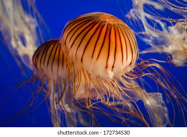 Northern Sea Nettle Jellyfish