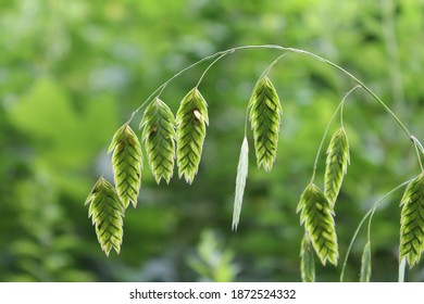 Northern Sea Oats In A Meadow