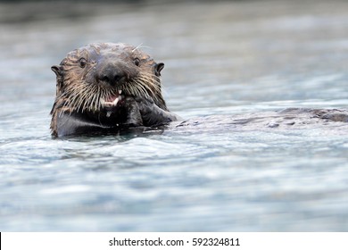 Northern Sea Otter Eating Prey