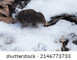 A Northern Short-tailed Shrew is walking on the shallow snow on tom of the forest leaf litter. Taylor Creek Park, Toronto, Ontario, Canada.
