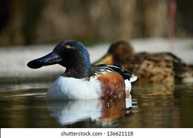 Northern Shoveler