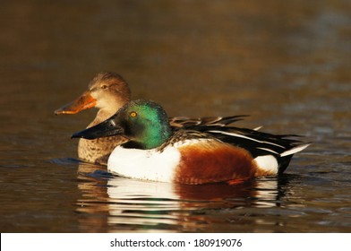 Northern Shoveler