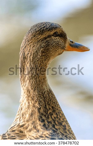 Similar – Small duckling in the grass