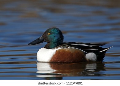 Northern Shoveler, Anas Clypeata, Swimming On Blue Water; Klamath Falls Basin National Wildlife Refuge; California / Oregon Border