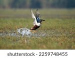 Northern shoveler bird flying with use of selective focus on a particular part of the bird, with rest of the bird and everything else blurred.