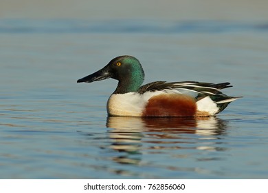 Northern Shoveler Duck