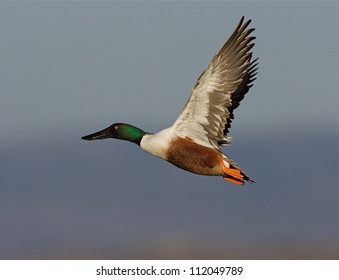 Northern Shoveler Duck In Flight Against A Cool Blue Sky; Klamath Falls Basin National Wildlife Refuge; California / Oregon Border