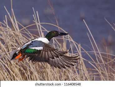 Northern Shoveler Duck In Flight Against A Wetland Environment; Klamath Falls Basin National Wildlife Refuge; California / Oregon State Border; Anas Clypeata